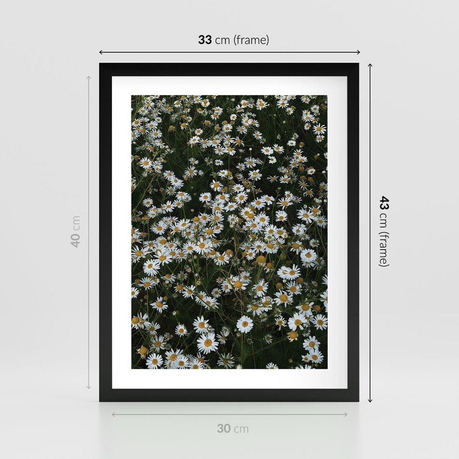 Plakat w ramie 30x40 - Stokrotkowa Idylla na Łące - łąka, stokrotki - rama czarna