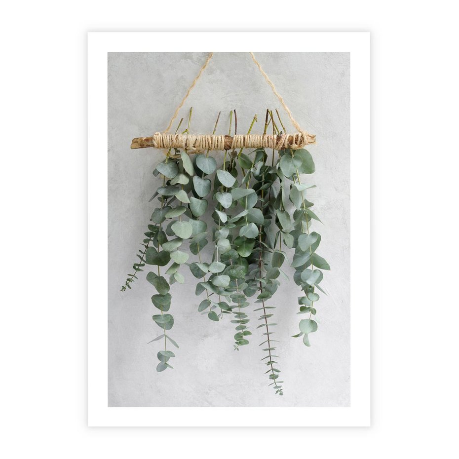 Plakat bez ramy 40x50 - Uwodzicielska zieleń eukaliptusa - eukaliptus, zielone
