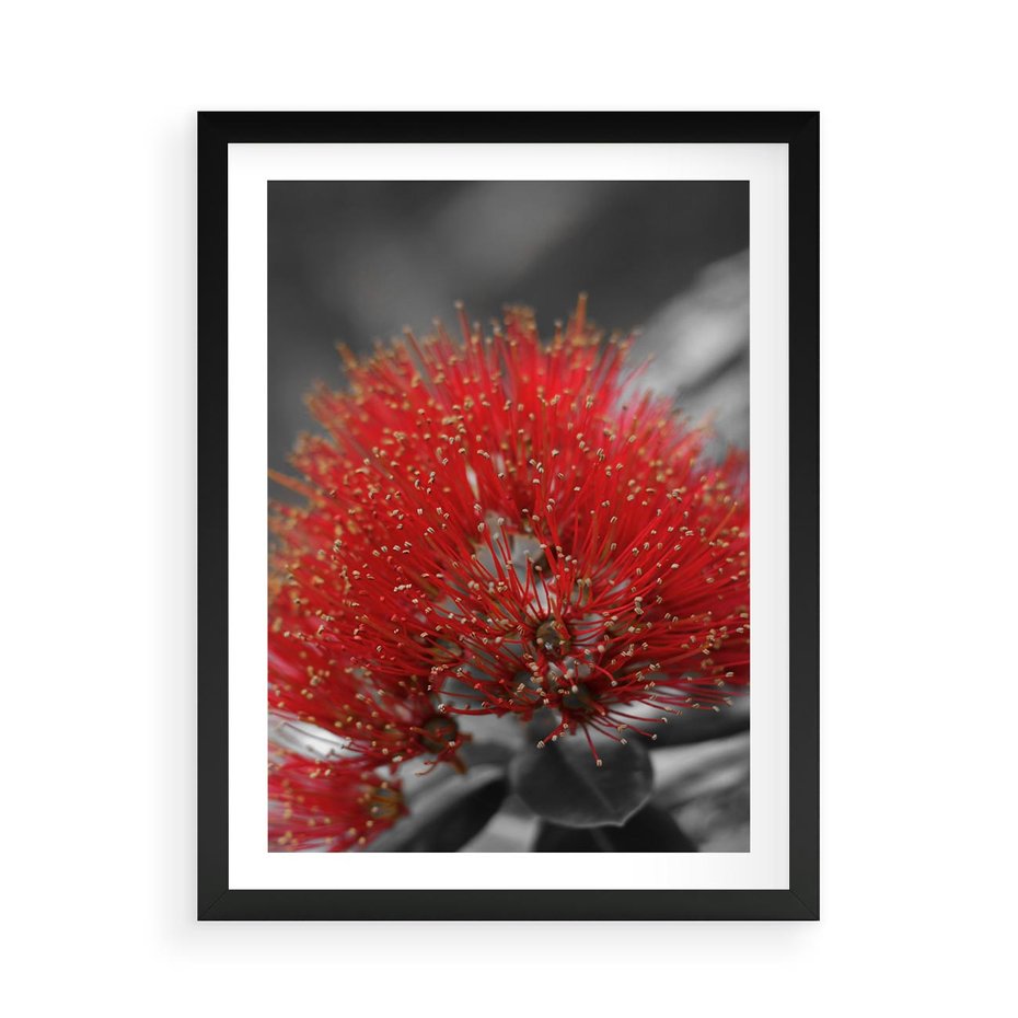 Plakat w ramie 50x70 - Ukwiał na rafie koralowej - ukwiał, rafa - rama czarna