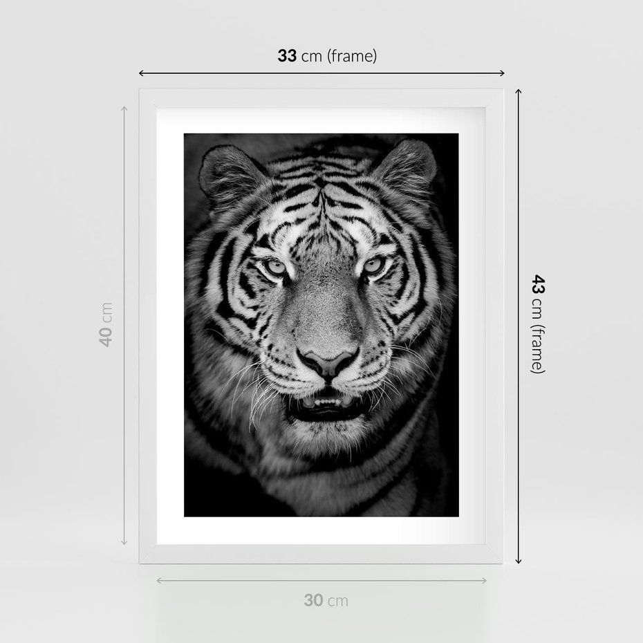 Plakat w ramie 30x40 - Tygrys Czarno-Biały: Siła i Delikatność - tygrys, czarno - rama biała
