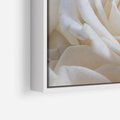 Obraz w ramie 80x80 - Białe róże piękności - białe, róże - rama biała