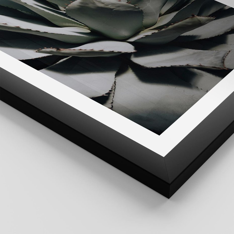 Plakat w ramie 50x70 - Sukulenty wśród kaktusów - sukulenty, kaktusy - rama czarna