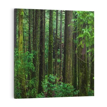 Obraz na płótnie 30x30 - Mistyka leśnej głuszy - las, drzewa