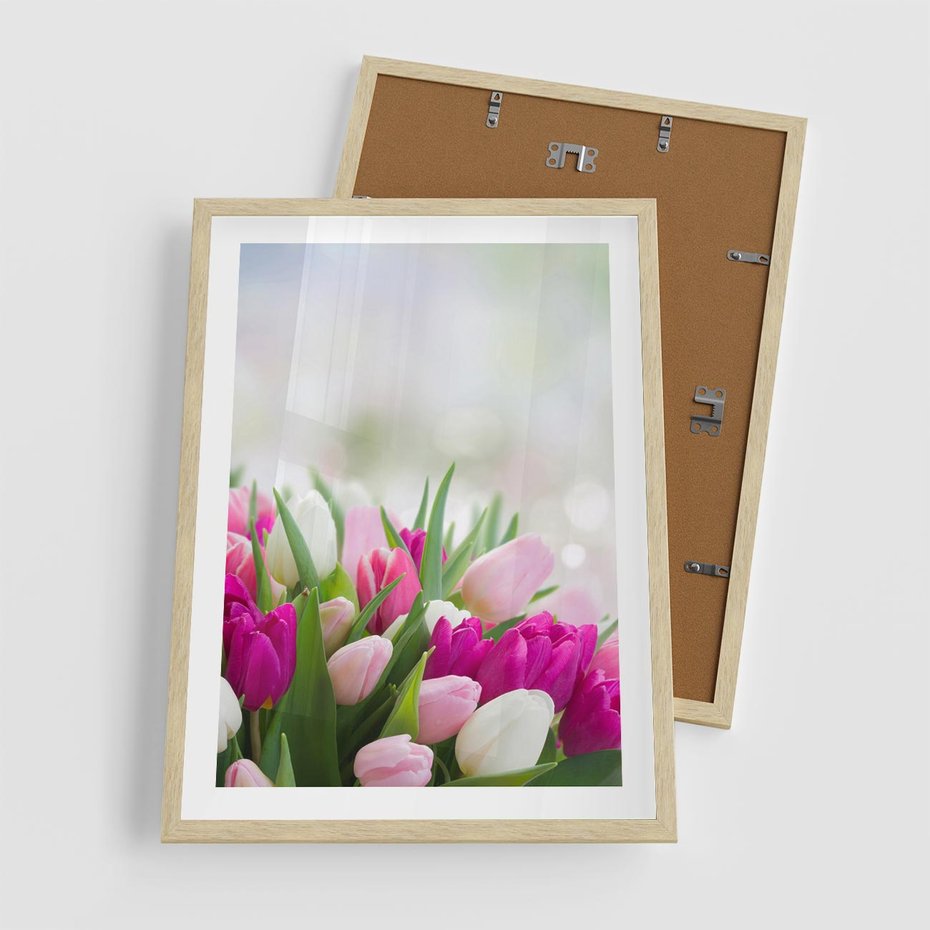 Plakat w ramie 50x70 - Tulipany w pełnym rozkwicie - tulipany, kwiaty - rama drewno