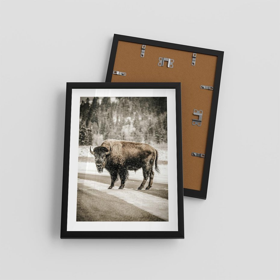 Plakat w ramie 30x40 - Spotkanie z Żubrem na Leśnej Drodze - żubr, las - rama czarna