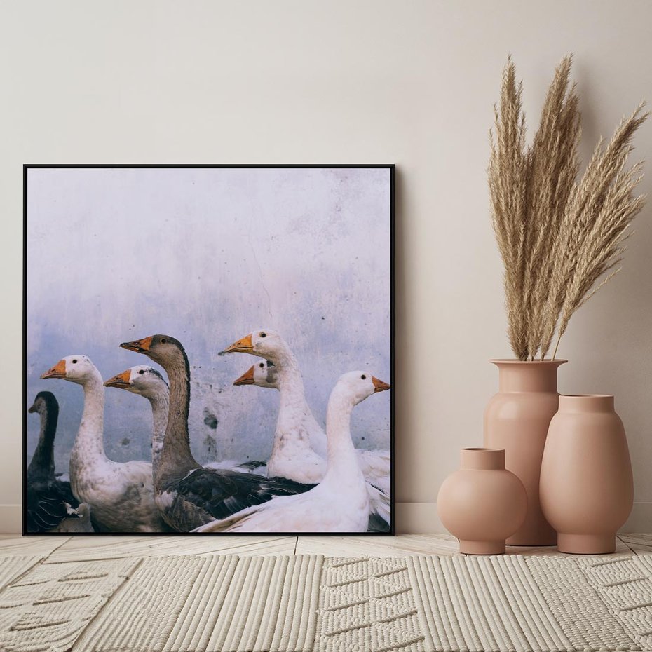 Obraz w ramie 50x50 - Spotkanie Wśród Piór - uchwycony moment, fotografia - rama czarna