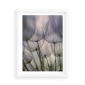 Plakat w ramie 50x70 - Makro dmuchawiec - piękno drobnych detali - dmuchawce, makro - rama biała