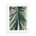 Plakat w ramie 50x70 - Spokojna Piękność Palmowych Liści - palma, liście palmy - rama biała