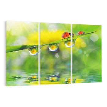 Obraz na płótnie 120x80 - Deszczowa Biedronka - biedronka, deszcz