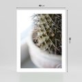 Plakat bez ramy 40x50 - Kaktus w Zbliżeniu - kaktus, igły