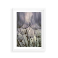 Plakat w ramie 50x70 - Makro dmuchawiec - piękno drobnych detali - dmuchawce, makro - rama biała