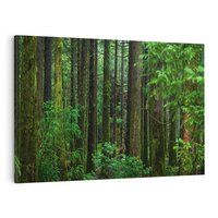 Obraz na płótnie 120x80 - Mistyka leśnej głuszy - las, drzewa