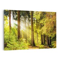 Obraz na płótnie 70x50 - Mistyka lasu - las, drzewa