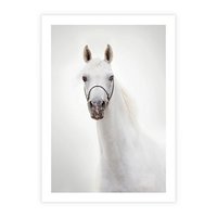 Plakat bez ramy 21x30 - Elegancja białego konia - biały, koń