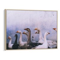 Obraz w ramie 70x50 - Spotkanie Wśród Piór - uchwycony moment, fotografia - rama drewno