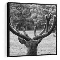 Obraz w ramie 50x50 - Przygubione motyle marzeń - fotografia czarno biała, młody jeleń w zagrodzie - rama czarna