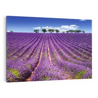 Obraz na płótnie 120x80 - pola wonnych kwiatów - lawenda, kwiaty