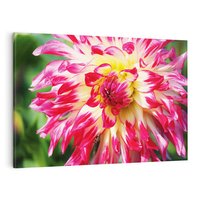 Obraz na płótnie 70x50 - Kwiatowa harmonia - kwiat, kwiaty