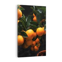 Obraz na płótnie 50x70 - Mandarynki Drzewko Urodzaju - mandarynki, drzewko