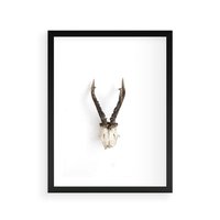Plakat w ramie 40x50 - Minimalistyczne Poroże Jelenia - poroże jelenia na ścianie, minimalizm - rama czarna