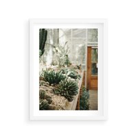 Plakat w ramie 30x40 - Sukulenty w Szklarni - sukulenty, w szklarni - rama biała