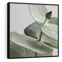 Obraz w ramie 50x50 - Eukaliptusowa zieleń - eukaliptus, zielone - rama czarna