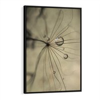 Obraz w ramie 50x70 - Delikatność dmuchawców - dmuchawce, krople - rama czarna