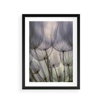 Plakat w ramie 30x40 - Makro dmuchawiec - piękno drobnych detali - dmuchawce, makro - rama czarna