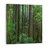 Obraz na płótnie 30x30 - Mistyka leśnej głuszy - las, drzewa