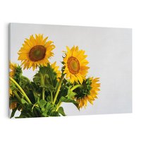 Obraz na płótnie 120x80 - Słoneczna Radość - fotografia, żółte słoneczniki
