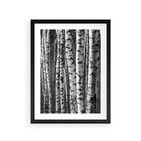 Plakat w ramie 40x50 - Kontrast Monochromatyczny - brzozy, czarno - rama czarna