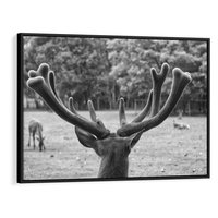 Obraz w ramie 100x70 - Przygubione motyle marzeń - fotografia czarno biała, młody jeleń w zagrodzie - rama czarna