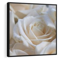 Obraz w ramie 50x50 - Białe róże piękności - białe, róże - rama czarna
