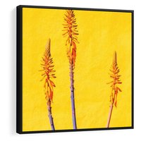 Obraz w ramie 50x50 - Radość Natury - kolor, kwiaty - rama czarna