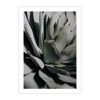 Plakat bez ramy 50x70 - Egzotyczny Raj - sukulenty, kaktusy