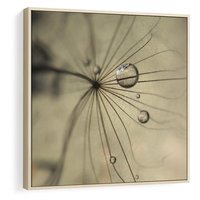 Obraz w ramie 50x50 - Delikatność dmuchawców - dmuchawce, krople - rama drewno