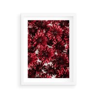 Plakat w ramie 40x50 - Energia Kwiatów - czerwone kwiaty, kompozycja - rama biała