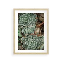 Plakat w ramie 50x70 - Zielona Uroda Sukulentów - sukulenty, zielone liście - rama drewno