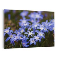 Obraz na płótnie 70x50 - Kwiatowy raj w naturze - kwiat, kwiaty