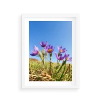 Plakat w ramie 30x40 - Kwiatowa siła łąki - kwiaty, łąka - rama biała