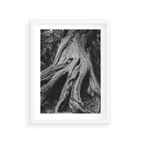 Plakat w ramie 30x40 - Siła Natury - czarno biała fotografia, korzenie wielkiego drzewa - rama biała