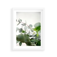 Plakat w ramie 40x50 - Zielony Świat Eukaliptusa - eukaliptus, fotografia - rama biała