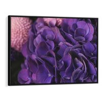 Obraz w ramie 100x70 - Fioletowa hortensja - kwiaty, hortensja - rama czarna