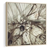 Obraz w ramie 50x50 - Lekkie dmuchawce - dmuchawce, krople - rama drewno