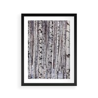 Plakat w ramie 40x50 - Lśniące Brzozy - brzozy, las - rama czarna