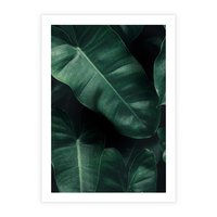 Plakat bez ramy 50x70 - Liście Bananowca - minimalizm, zielone liście bananowca