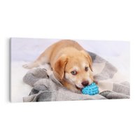 Obraz na płótnie 140x70 - Radość w zabawie: Piesek jako najlepszy przyjaciel - pies, piesek