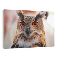 Obraz na płótnie 120x80 - Mądra sowa w locie - sowa, ptak