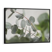 Obraz w ramie 70x50 - Liście eukaliptusa w naturze - eukaliptus, liście - rama czarna