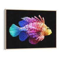 Obraz w ramie 70x50 - Tęczowa Piękność - kolorowa tęczowa ryba, mocny akcent na czarnym tle - rama drewno